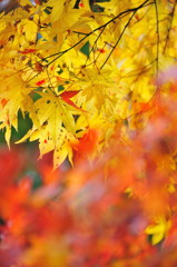 Mellow Yellow