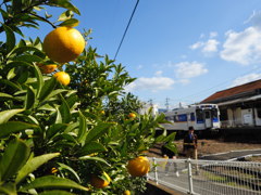 甘夏食べ放題