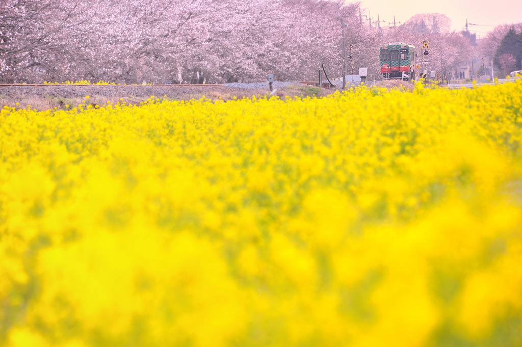 春よ、来い