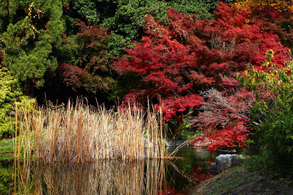 紅葉２０１１
