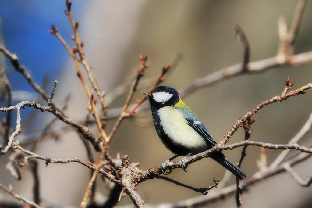 シジュウカラちゃん