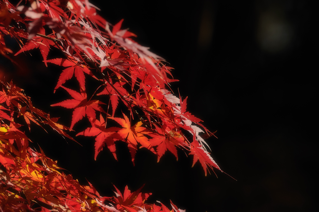 待ちくたびれて皆さんで紅葉撮影！