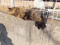商店街のにゃんこ