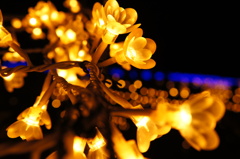 festival of the flower