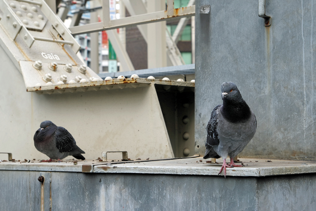 ヤクザな鳩
