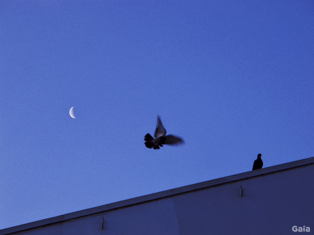 You can Fly.