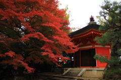 紅