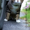 オレは誰にも飼われない。