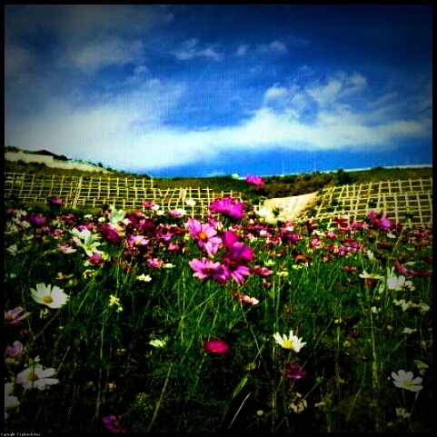 花