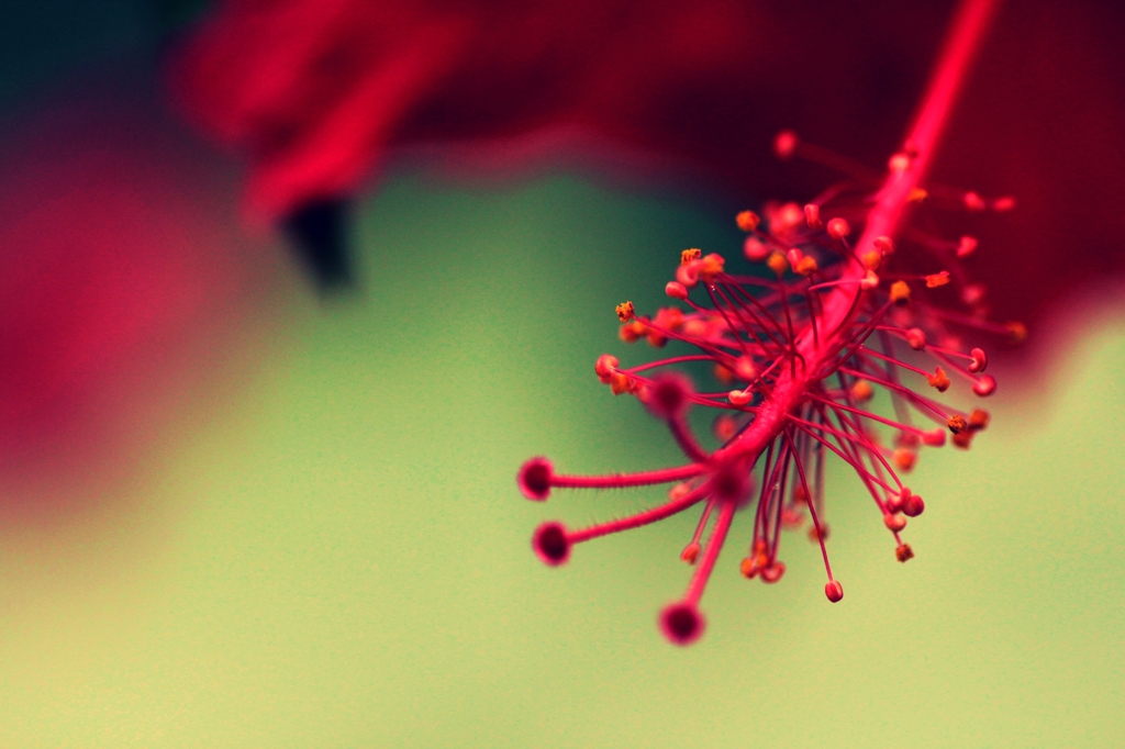 red