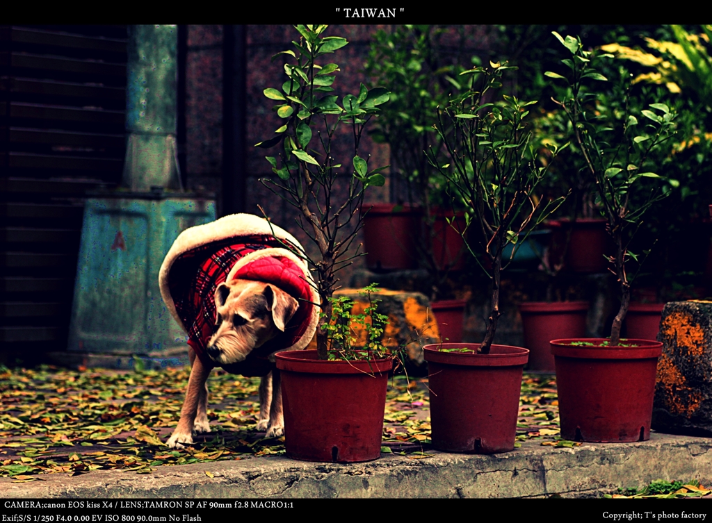 dogs like you