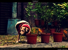 dogs like you