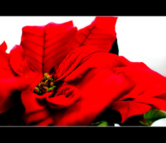 『真紅の花の物語』