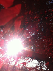 紅葉の隙間から〜