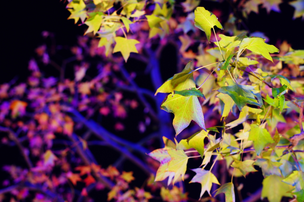 Fall remains