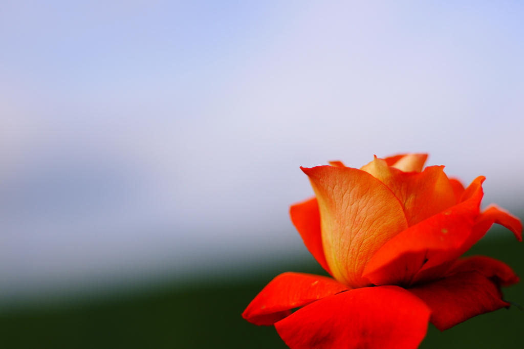 哀愁rose