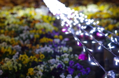 光の花道