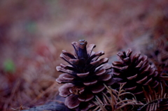 pinecone