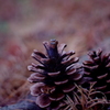 pinecone