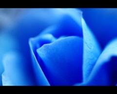 【BlueRose】