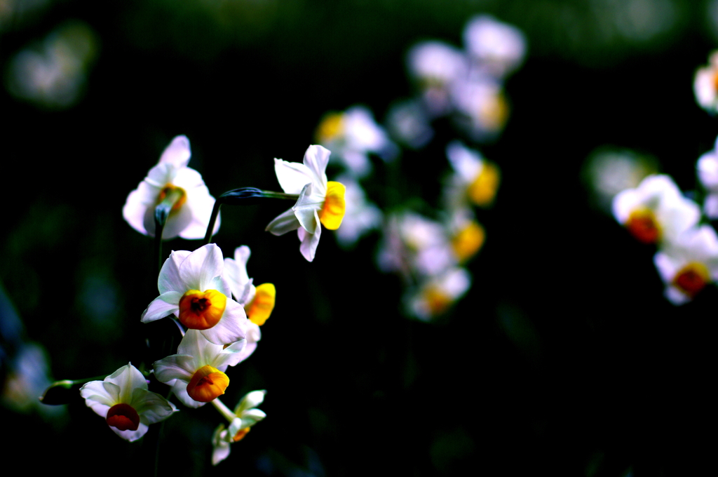 Narcissus