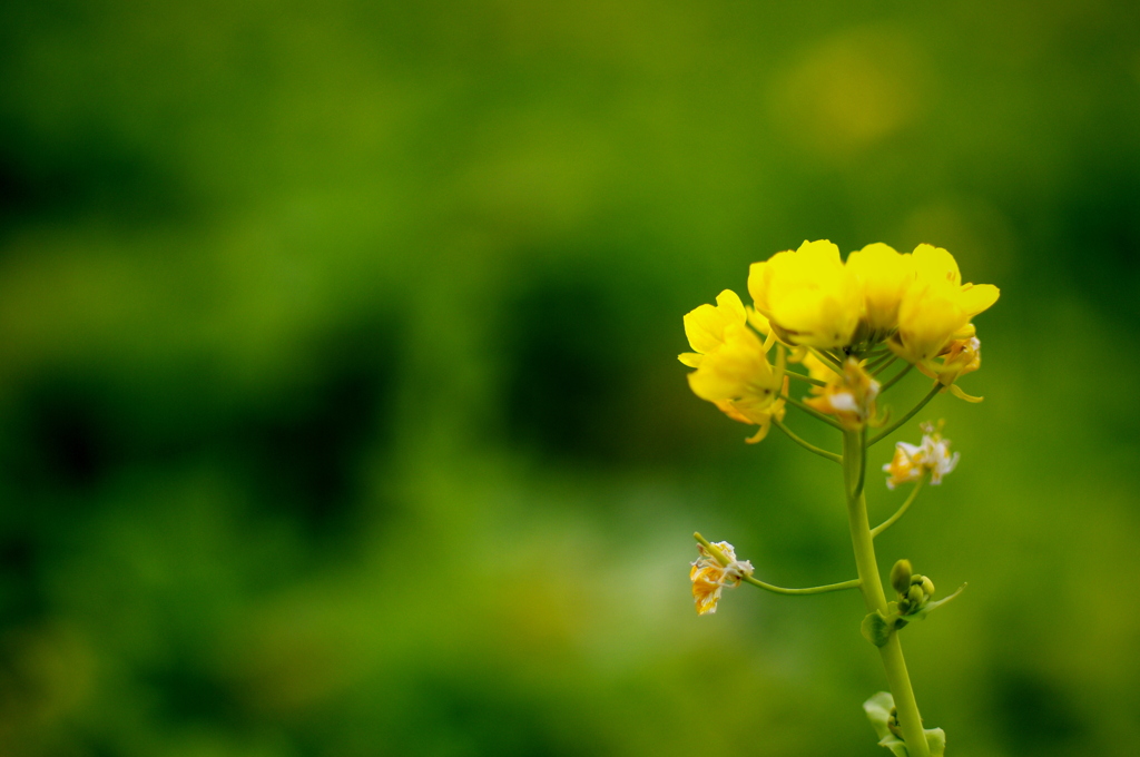 rape blossoms