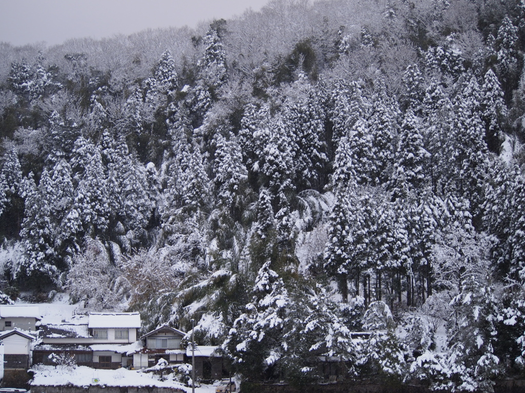 山間のXmasﾂﾘｰ.