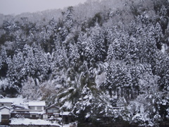 山間のXmasﾂﾘｰ.