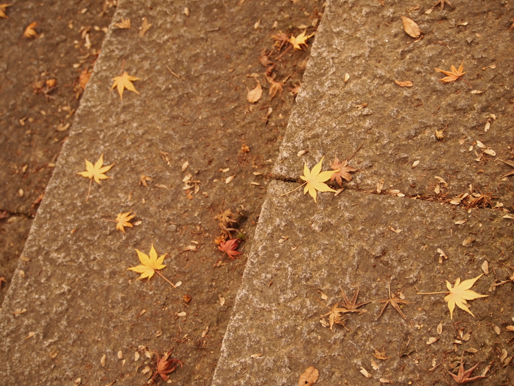 星葉.