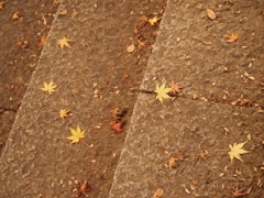 星葉.