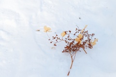 雪の上に