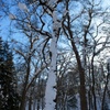雪の木