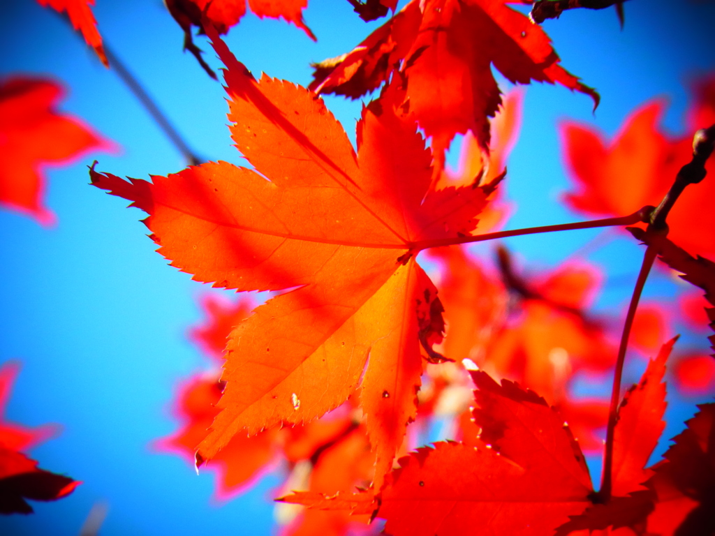 momiji1