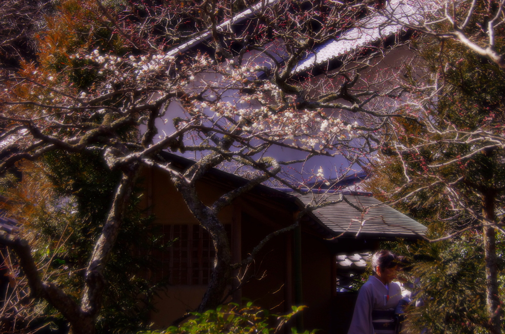 鎌倉花風情（東慶寺）