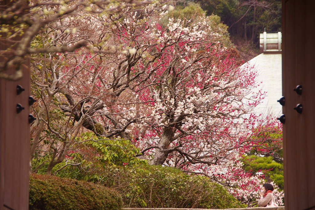 待ち焦がれてⅡ（鎌倉浄妙寺）