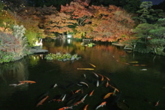 ﾆｭｰｵｵﾀﾆの庭園