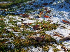 まもなく雪に埋もれるであろう　　草・・