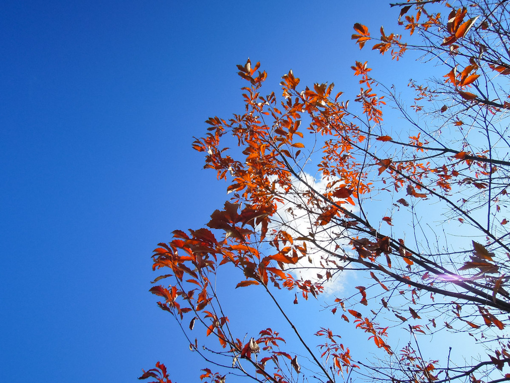 冬空　～紅葉の残光～