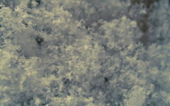 雪の華