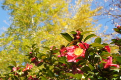 冬の花