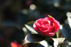 冬の花