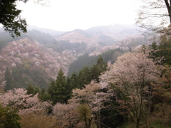 【一目千本桜】＠吉野