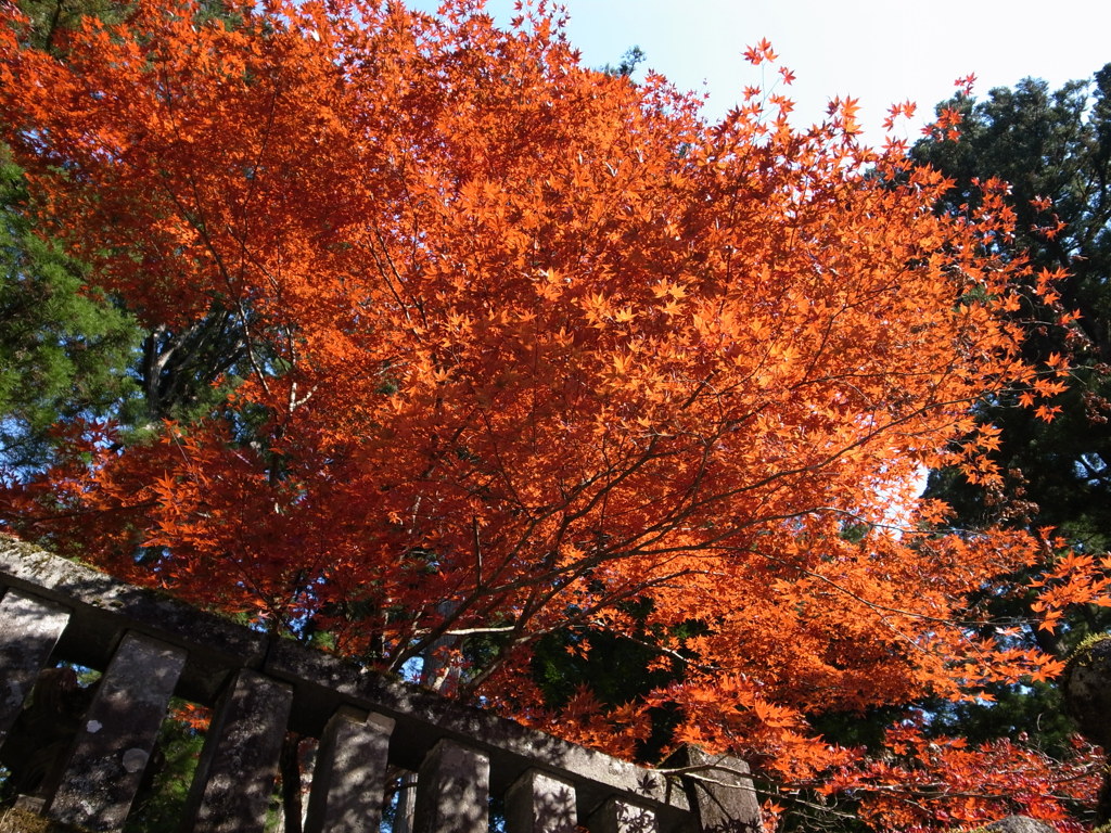 【紅葉】