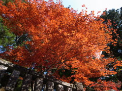 【紅葉】