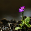 Primula