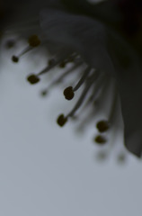 ｂlack　stamenｓ（オシベ）