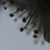ｂlack　stamenｓ（オシベ）