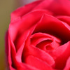 冬の花