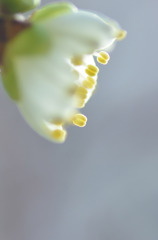 shiny stamens(オシベ）