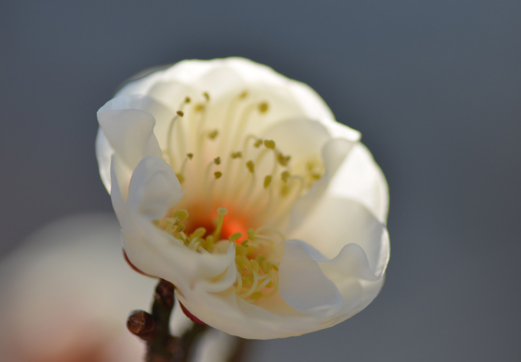 シック　リバイバル(#^.^#)